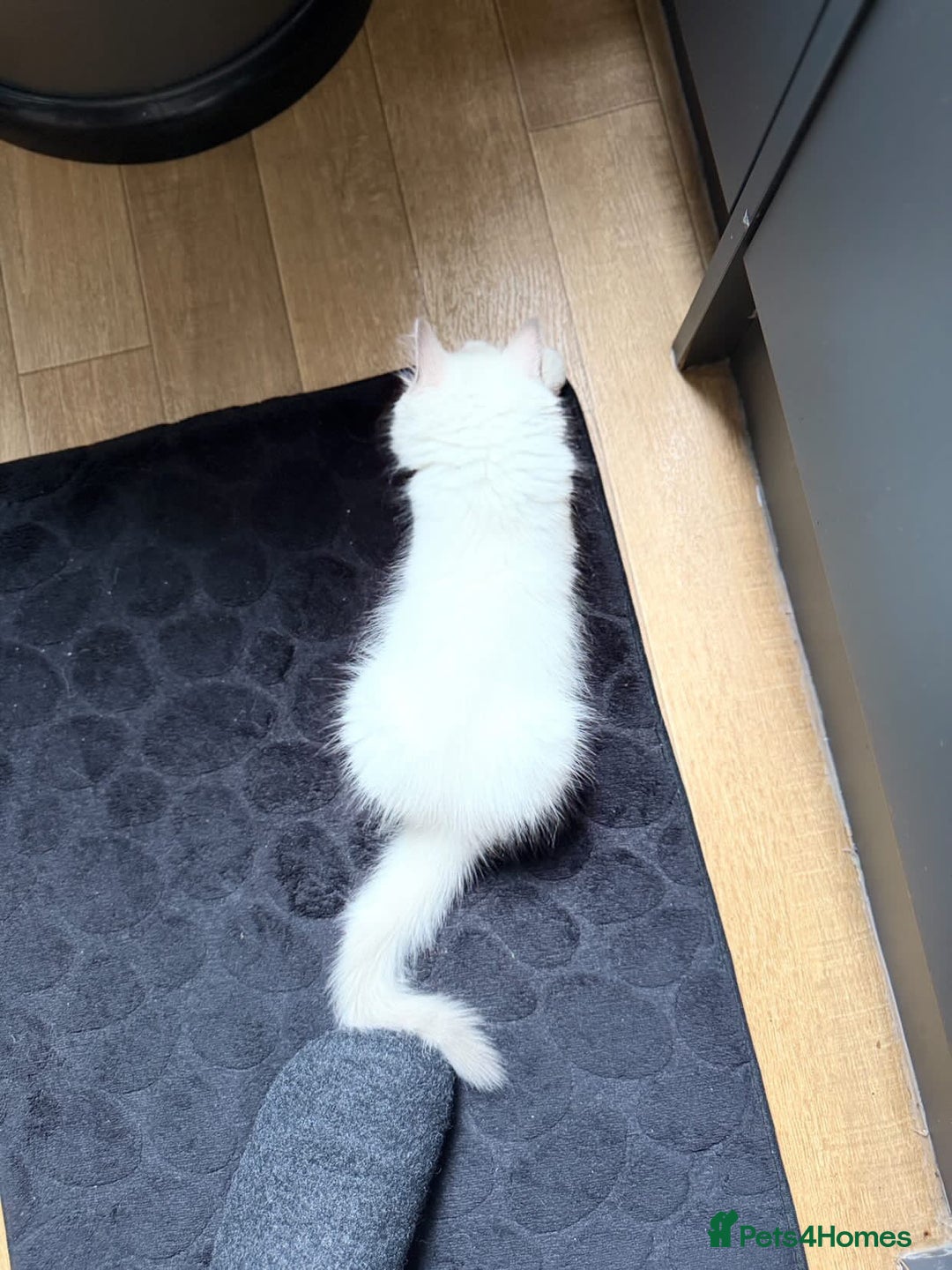 Ragdoll cats for sale: Ragdoll baby boy ready to leave  - Image 4