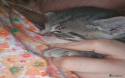 Bengal cats for sale: Pure pedigree bengals avaliable  - Image 9