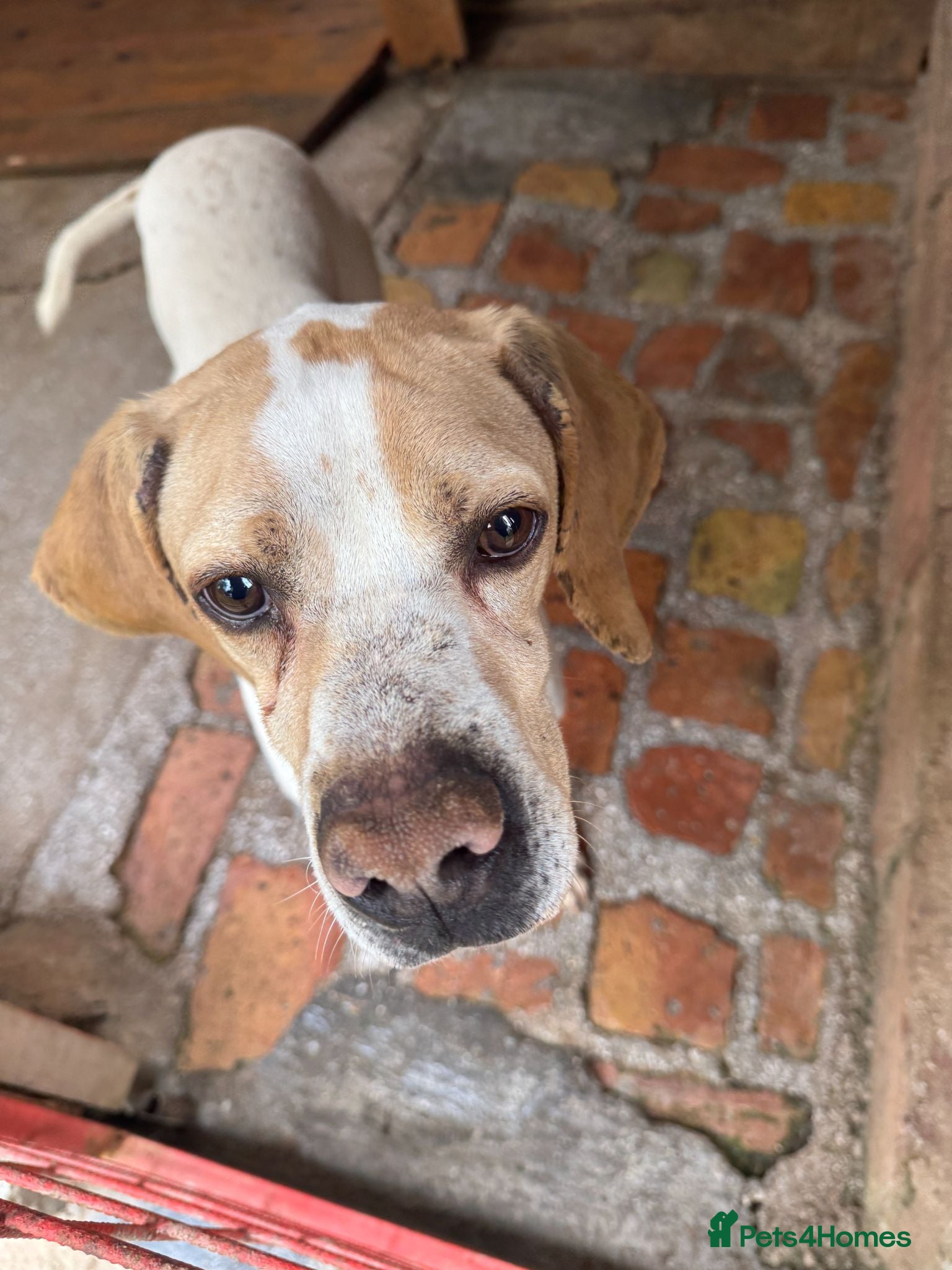 Mixed Breed dogs Anjo  - Advert 18