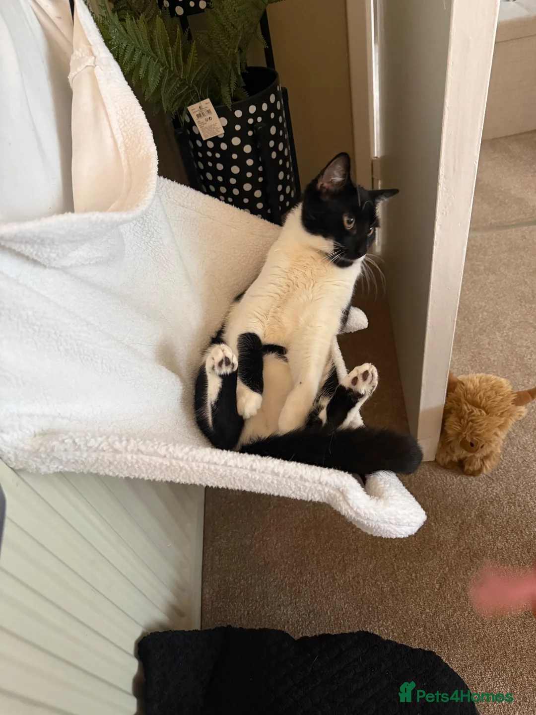 British Shorthair cats for sale: Black and white short haired cat in Bracknell - Advert 1