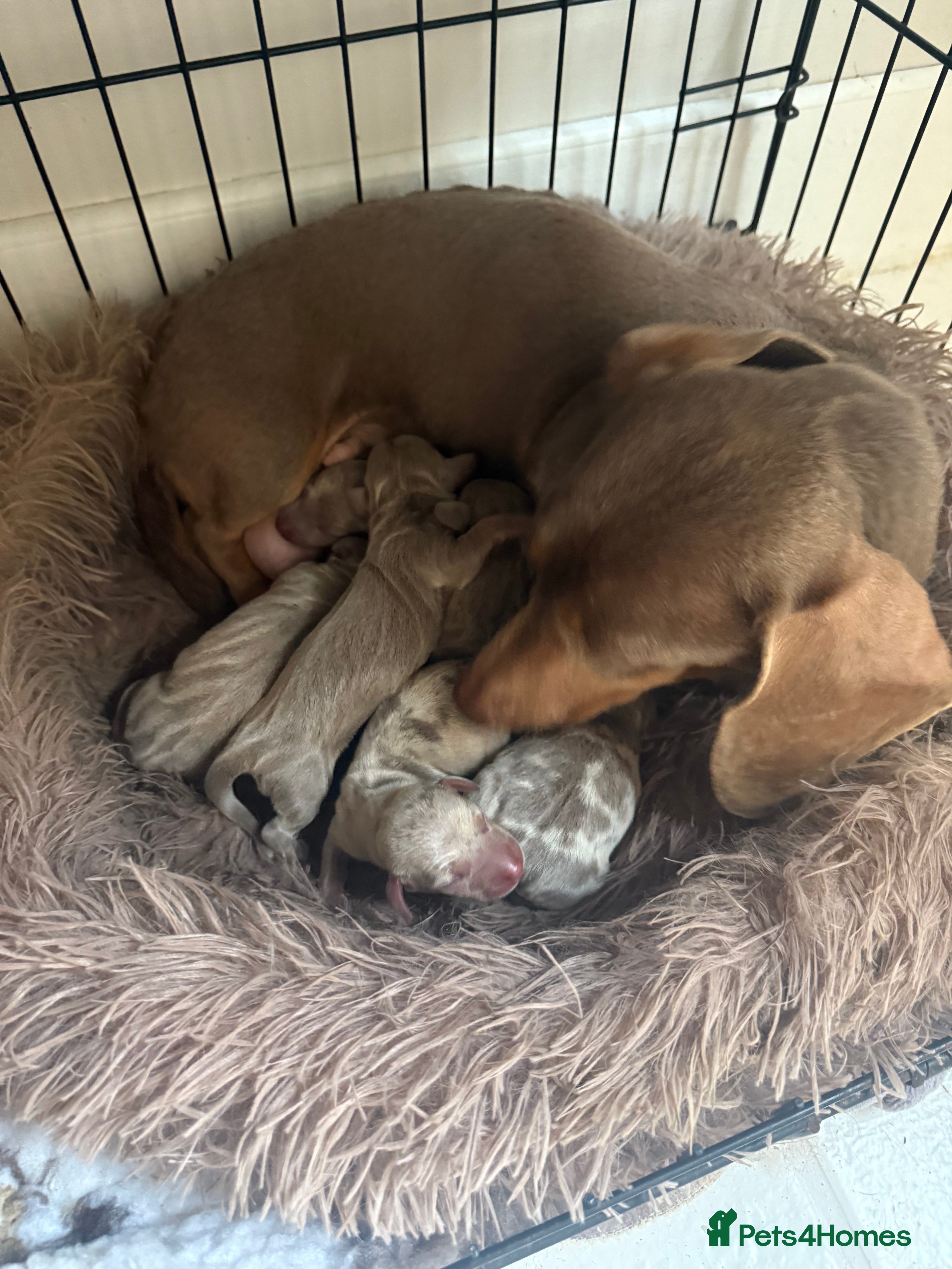 Miniature Dachshund dogs Kc reg-Super tiny miniature dachshund pups - Advert 5