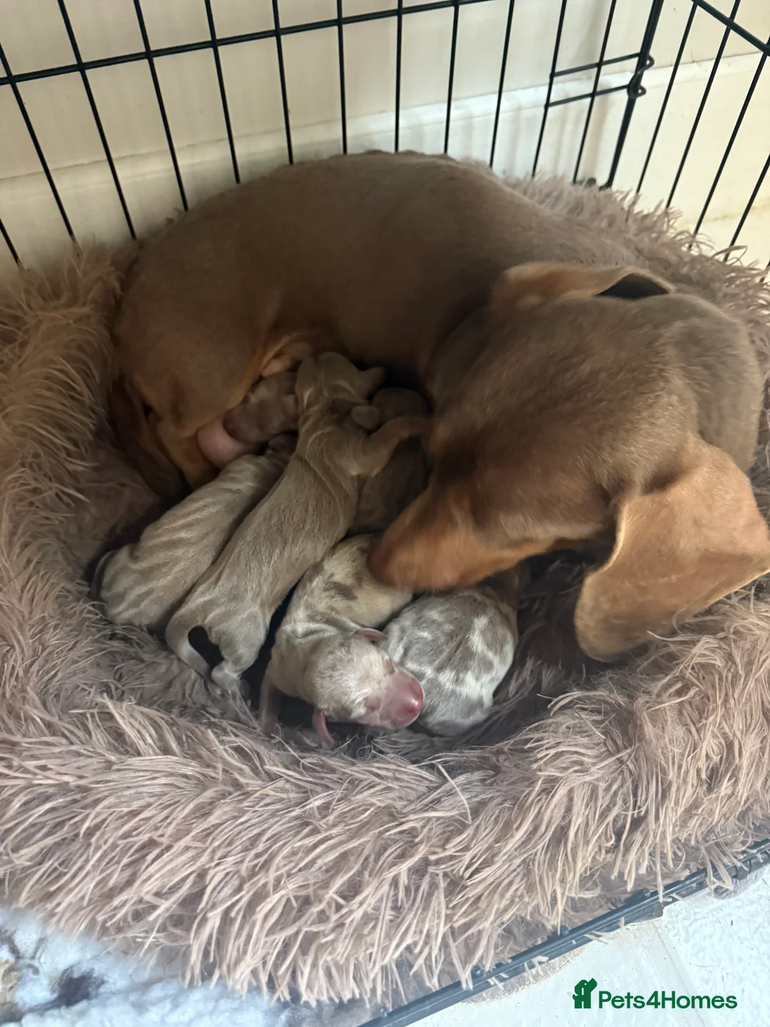 Miniature Dachshund dogs for sale: Kc reg-Super tiny miniature dachshund pups - Advert 1