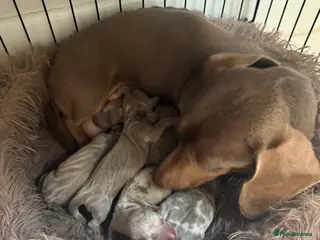 Miniature Dachshund dogs Kc reg-Super tiny miniature dachshund pups - Advert 2