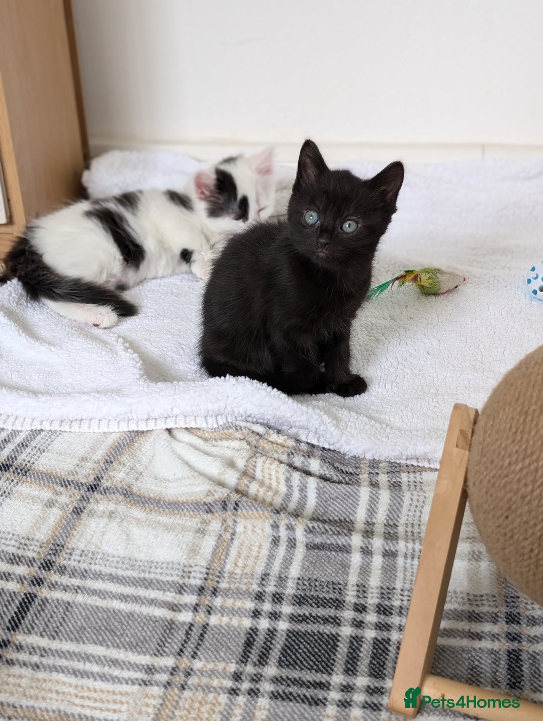 Mixed Breed cats for sale: Beautiful healthy kittens 😍😍 - Image 9