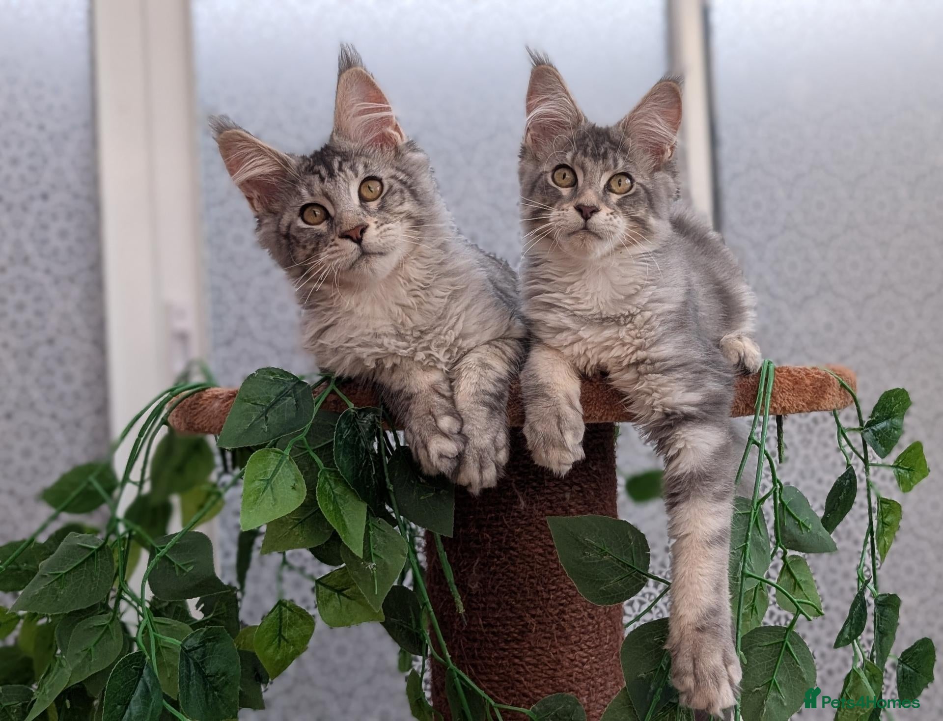 Maine Coon cats Stunning Tica registered Maine coon kittens - Advert 2