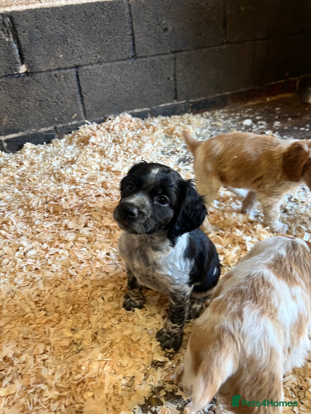 Brittany Spaniel dogs for sale: Brittany puppies for sale  - Image 17