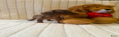 Miniature Dachshund 2