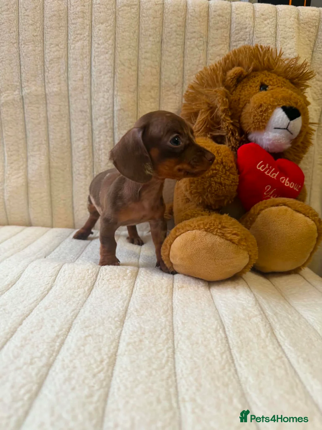 Miniature Dachshund dogs for sale: Miniature dachshund - Advert 2