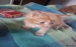 Maine Coon cats for sale: Maicoon XL - Image 14