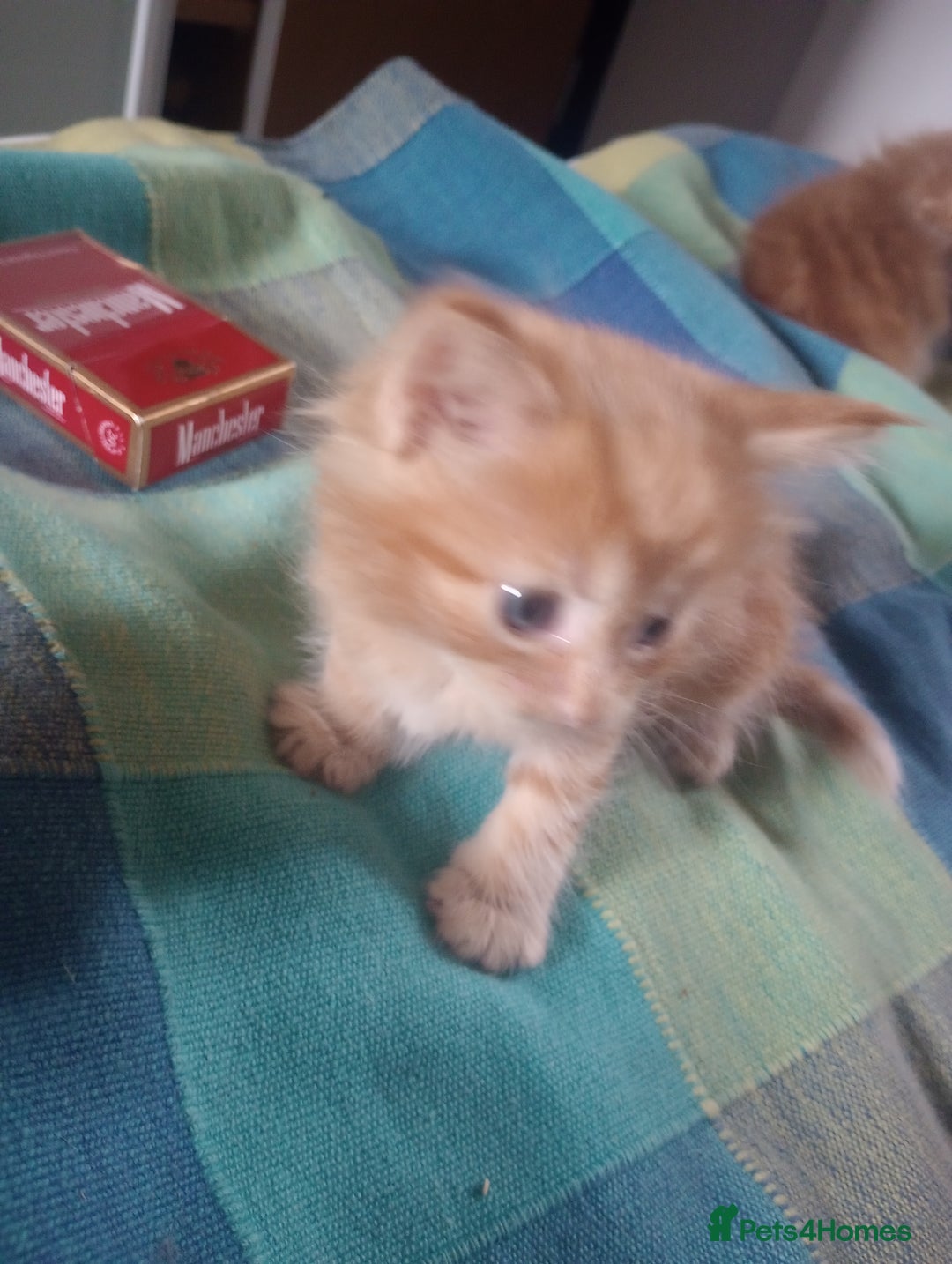 Maine Coon cats for sale: Maicoon XL - Image 14