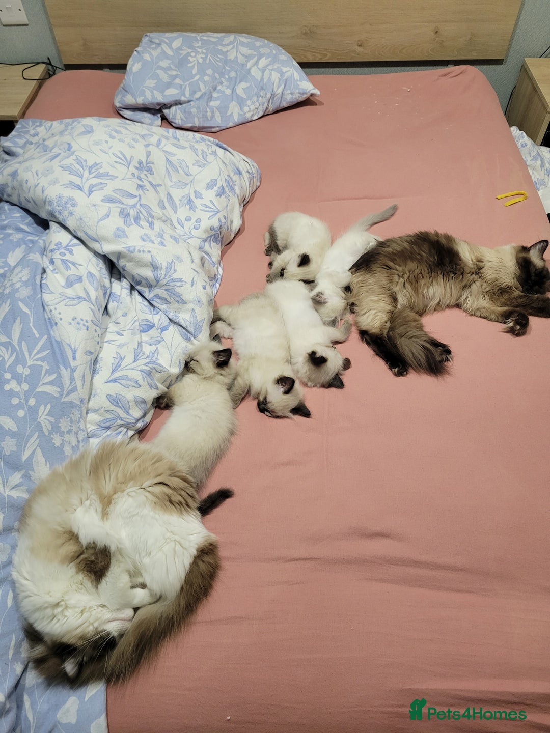 Ragdoll cats for sale: 5 very loved and spoiled Ragdoll kitttens - Advert 9