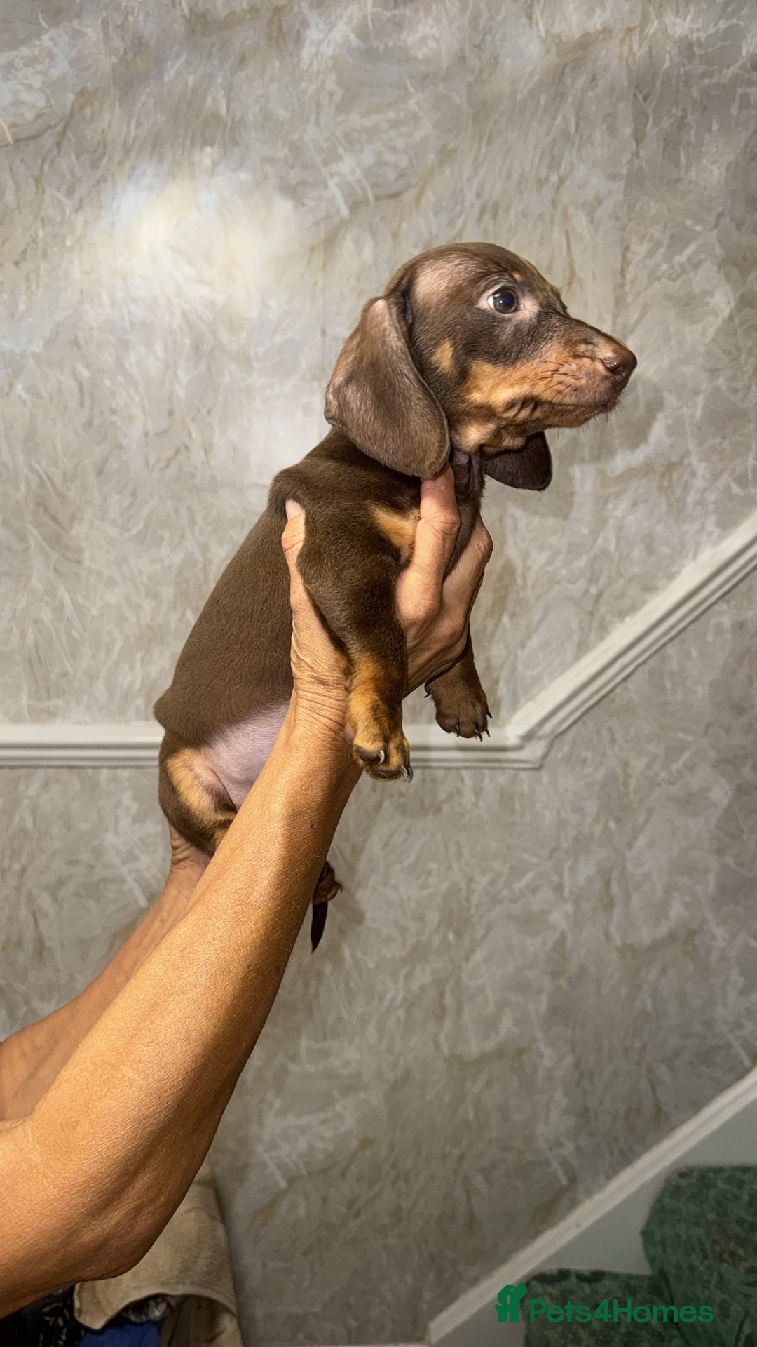 Miniature Dachshund dogs for sale: Two miniature dachshund puppys 💙💕  - Image 2