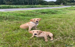 Labrador Retriever dogs for sale: 1 girl left! KC reg Labradors (yellow/Foxred) - Image 8