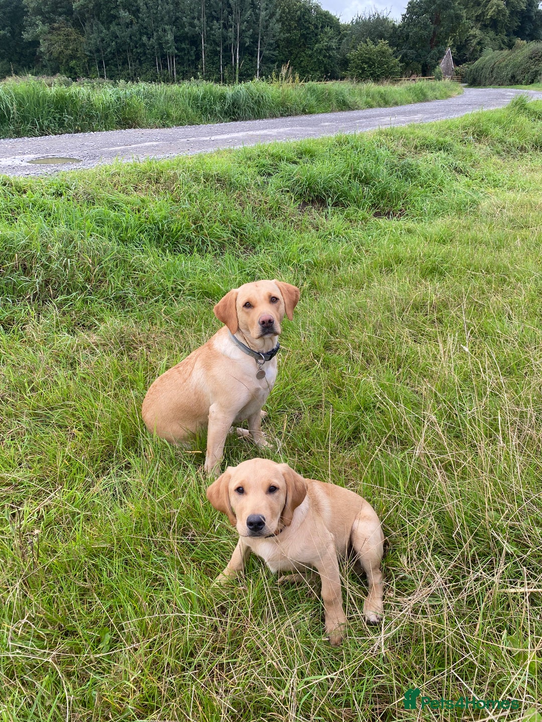 Labrador Retriever dogs for sale: 1 girl left! KC reg Labradors (yellow/Foxred) - Image 8