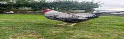 Chickens poultry for sale: Silver laced Wyandotte trio - Advert 2