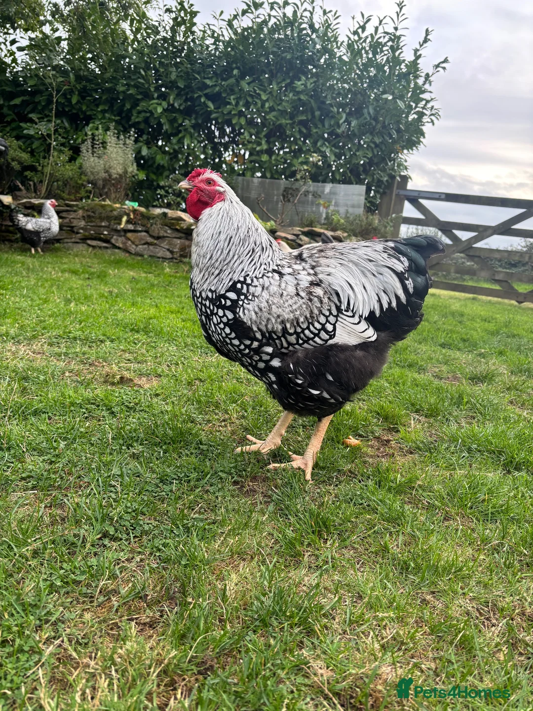 Chickens poultry for sale: Silver laced Wyandotte trio - Advert 2