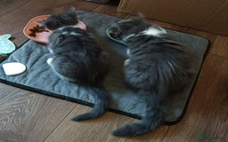Mixed Breed cats for sale: £150 for the pair of kittens - Image 3
