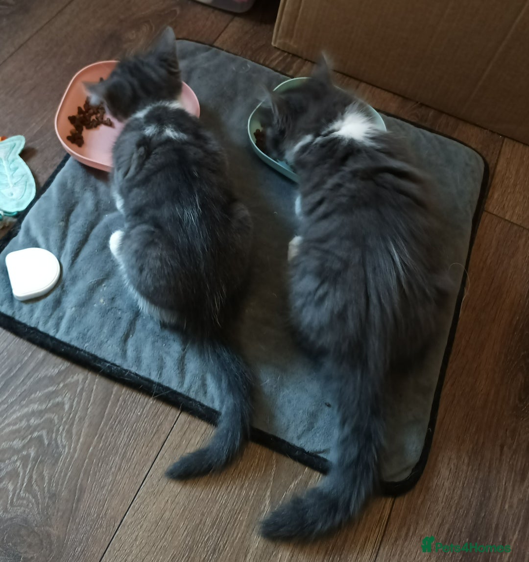 Mixed Breed cats for sale: £150 for the pair of kittens - Image 3
