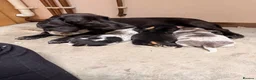 Dachshund dogs for sale: Isabella Daschound - Advert 1