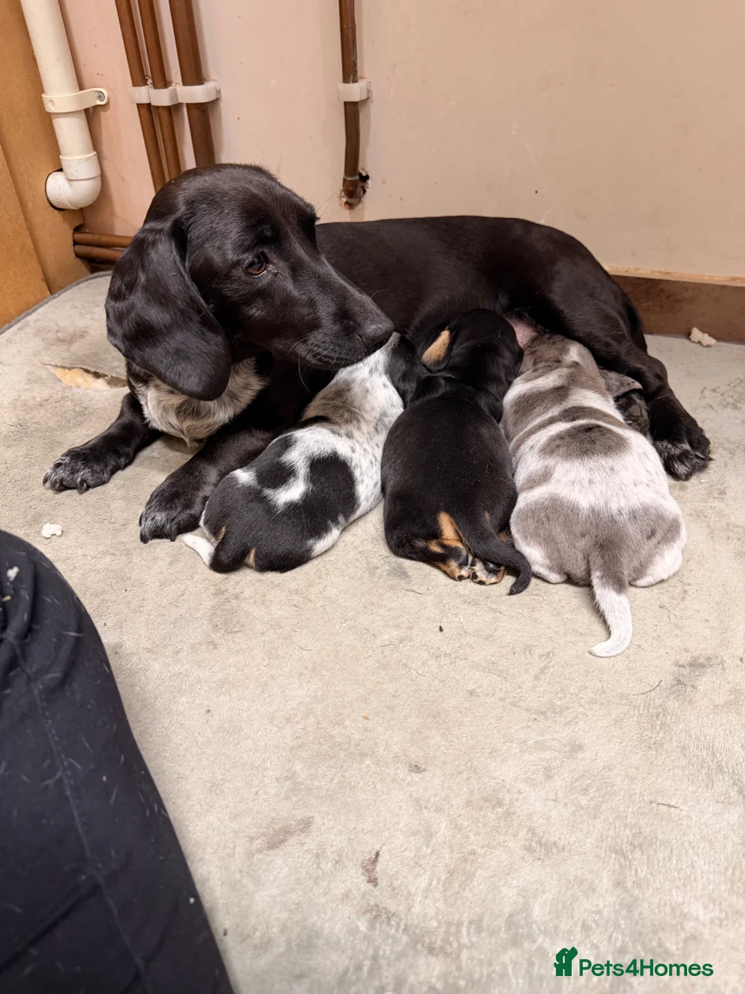 Dachshund dogs for sale: Isabella Daschound - Advert 1