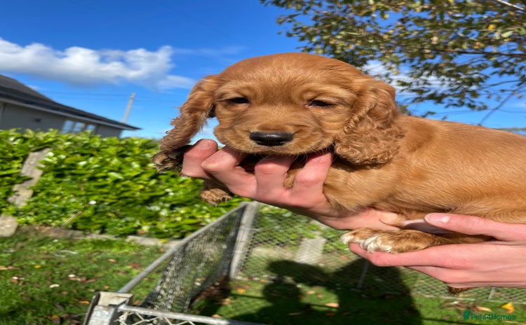 Cocker Spaniel dogs - Advert 2