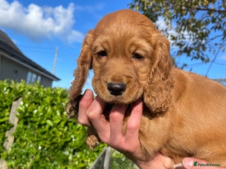 Cocker Spaniel dogs - Advert 7