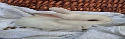 Mini Lop rabbits for sale: 6x Pure breed mini lop baby rabbits - Advert 33