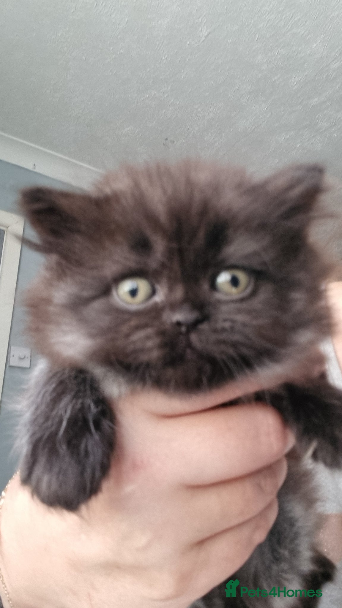 British Shorthair cats Beautiful kitten's  - Advert 18