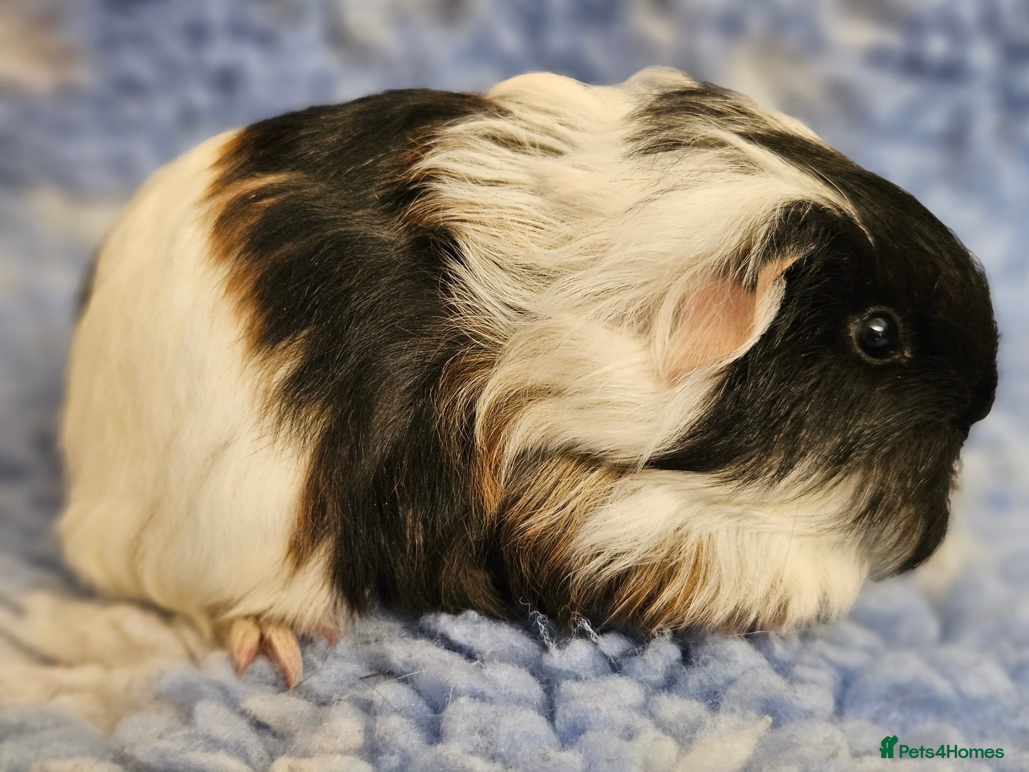 Guinea Pig rodents Single baby boys for bonding with an solo adult - Advert 7