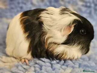 Guinea Pig rodents Single baby boys for bonding with an solo adult - Advert 7