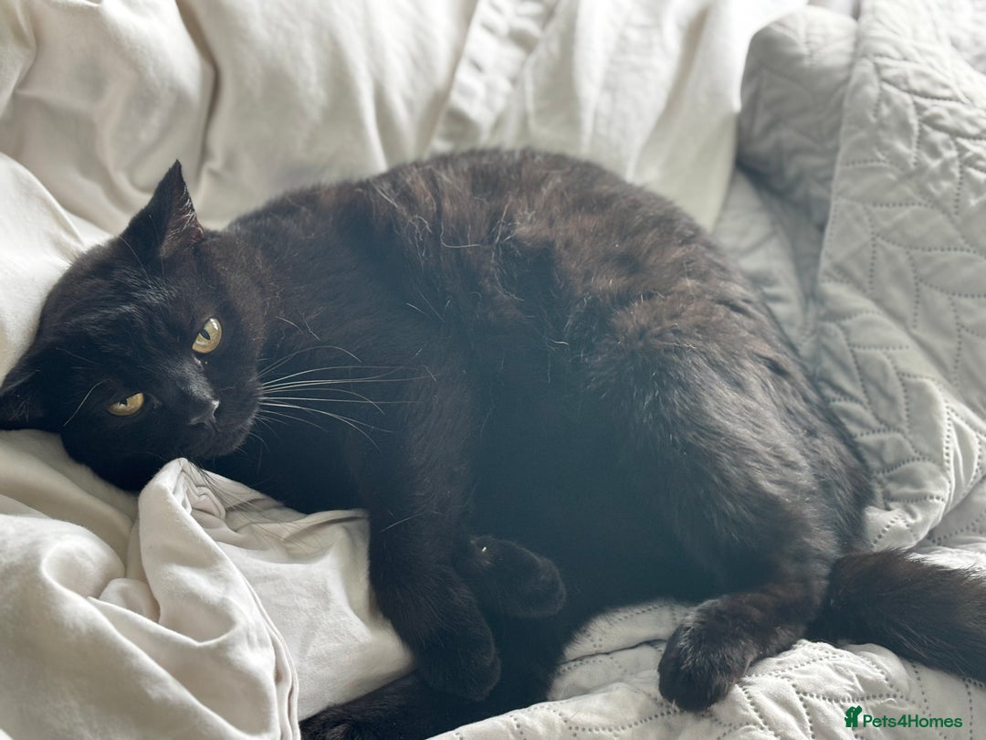 Ragdoll cats for sale: 🐾 Beautiful 4-YearOld Chocolate British Shorthair - Image 2