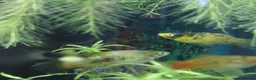 Platies fish for sale: Platy - Advert 9