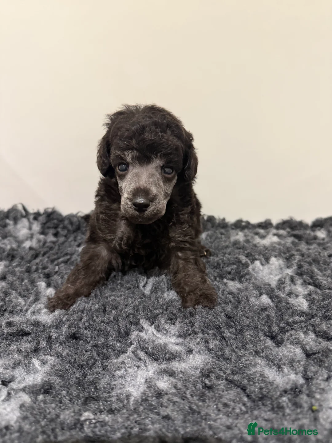Miniature Poodle dogs for sale: OUTSTANDING SILVER MINI POODLES BEST IN 🇬🇧  - Advert 3