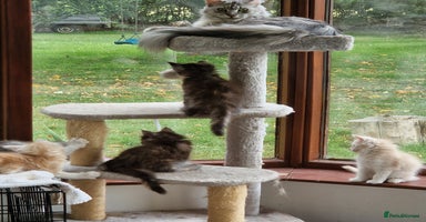 Maine Coon cats - Advert 4