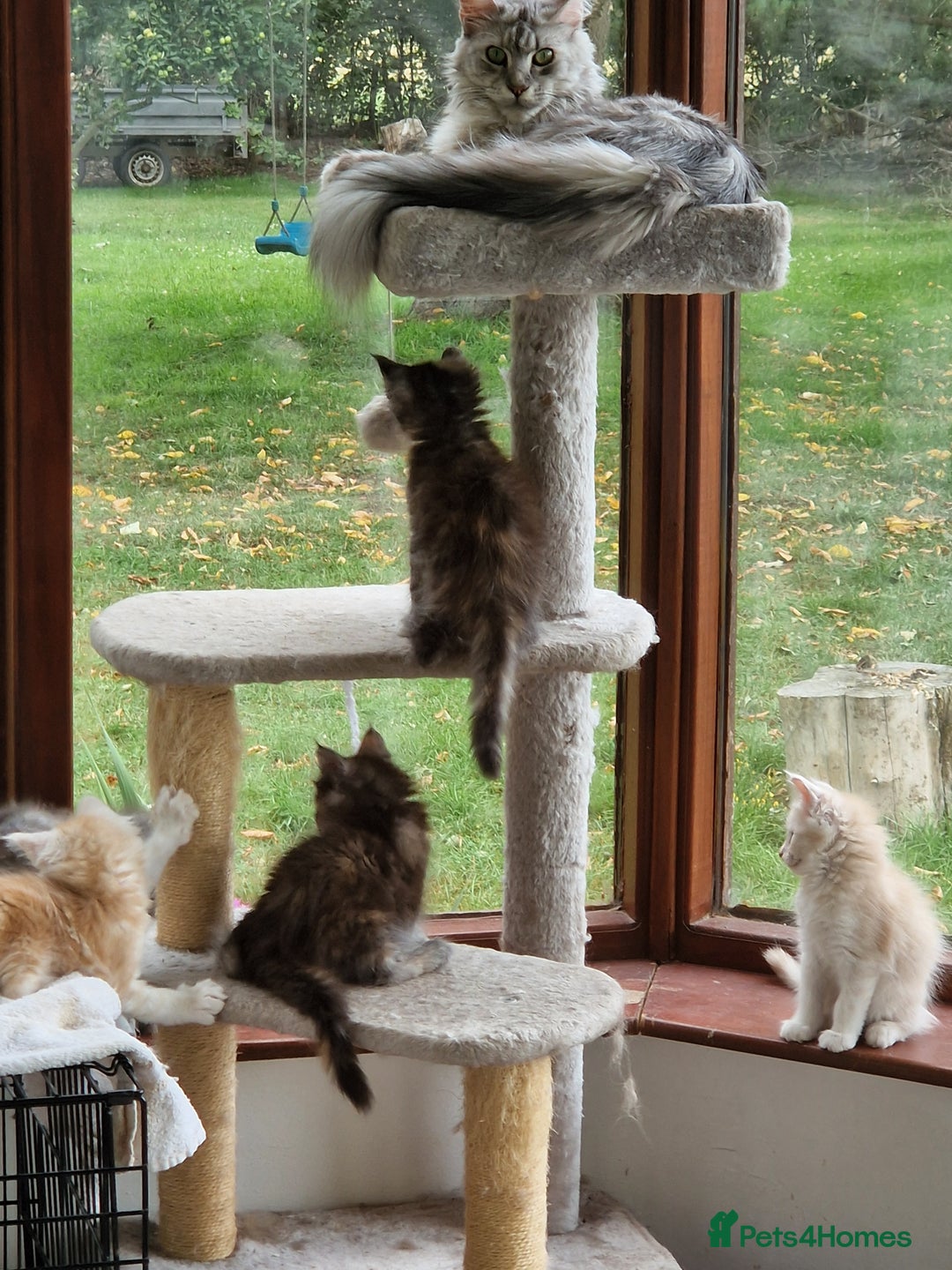 Maine Coon cats for sale: Stunning Maine Coon kittens - Image 2
