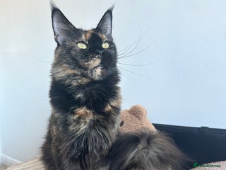 Maine Coon cats Absolutely amazing ex queen 👸🏻 ready to leave - Advert 1