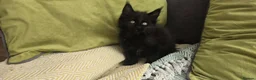 Maine Coon cats for sale: Maine coon kittens - Advert 32