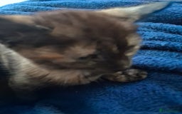 Mixed Breed cats for sale: CUTE KITTIES❤💕 - Image 4