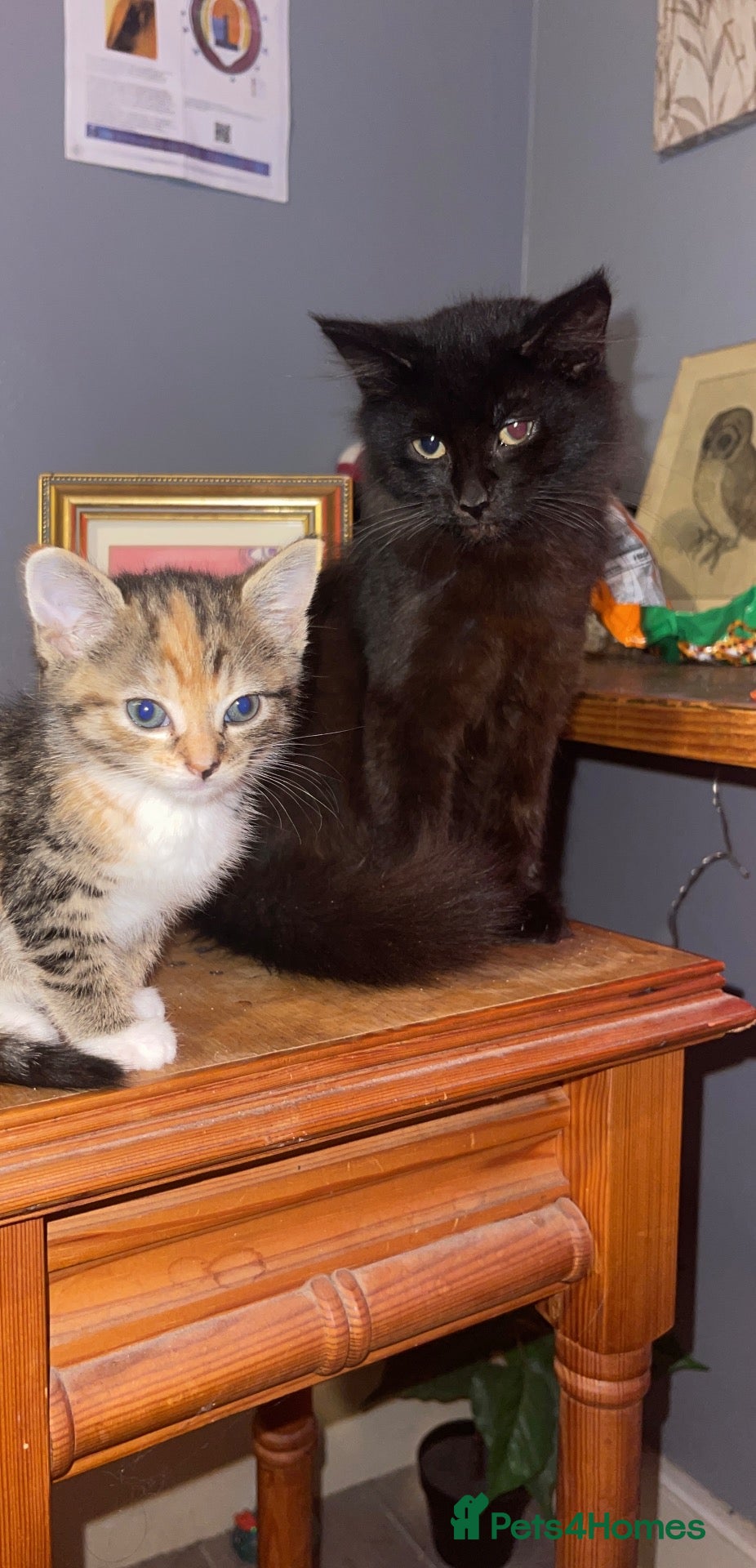 Mixed Breed cats Cute fluffy tortoiseshell tabby kitten - Advert 2
