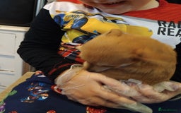 Chihuahua dogs for sale: 3 beautiful chihuahua puppies - Image 23