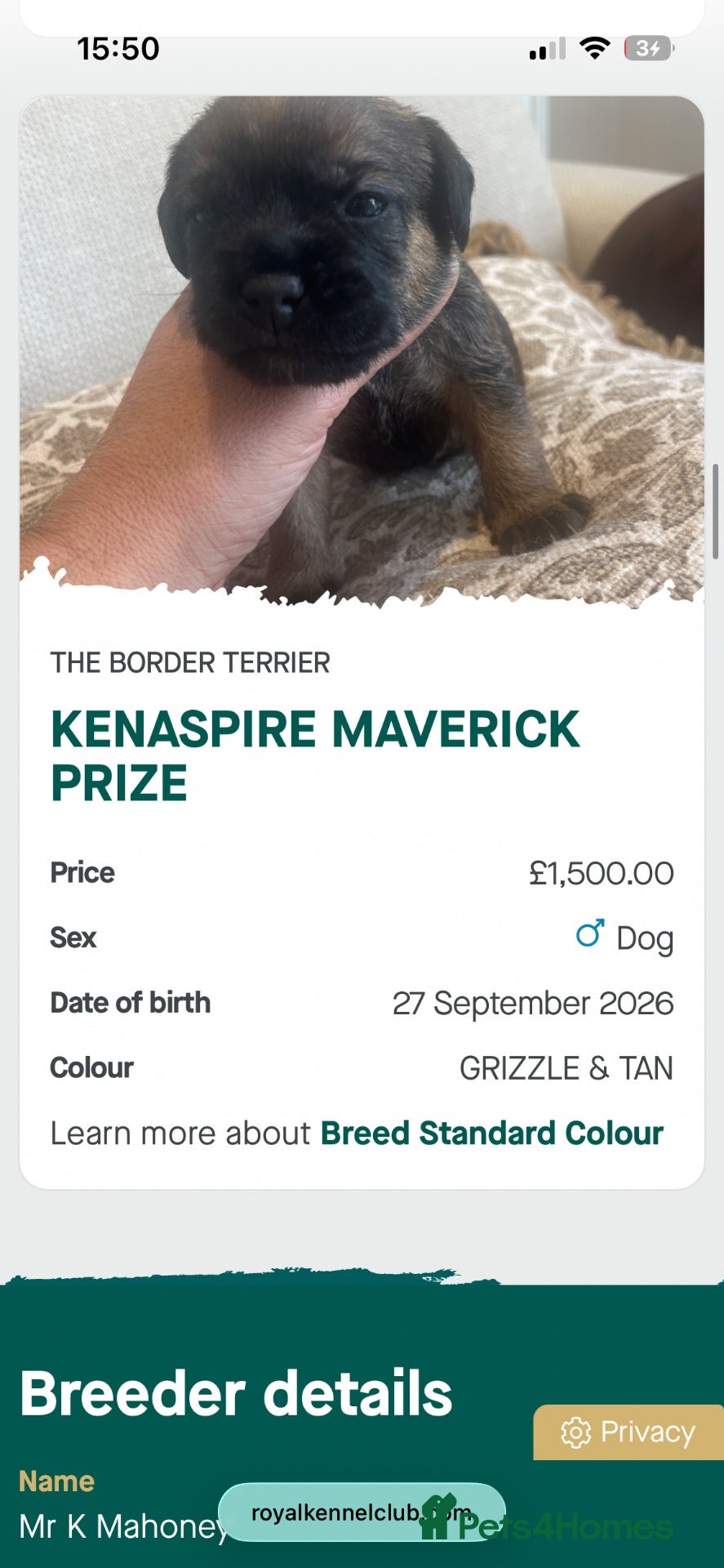 Border Terrier dogs  BORDER TERRIER PUPPIES FOR SALE ❤️🐾  - Advert 2