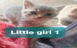 Mixed Breed cats for sale: 2 Fluffy Boys and 3 Gorgeous Girls READY NOW - Image 7