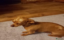 Mixed Breed dogs for sale: Female puppy - Image 4