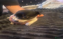 Jack Russell dogs for sale: Jack Russel’s puppies - Image 6