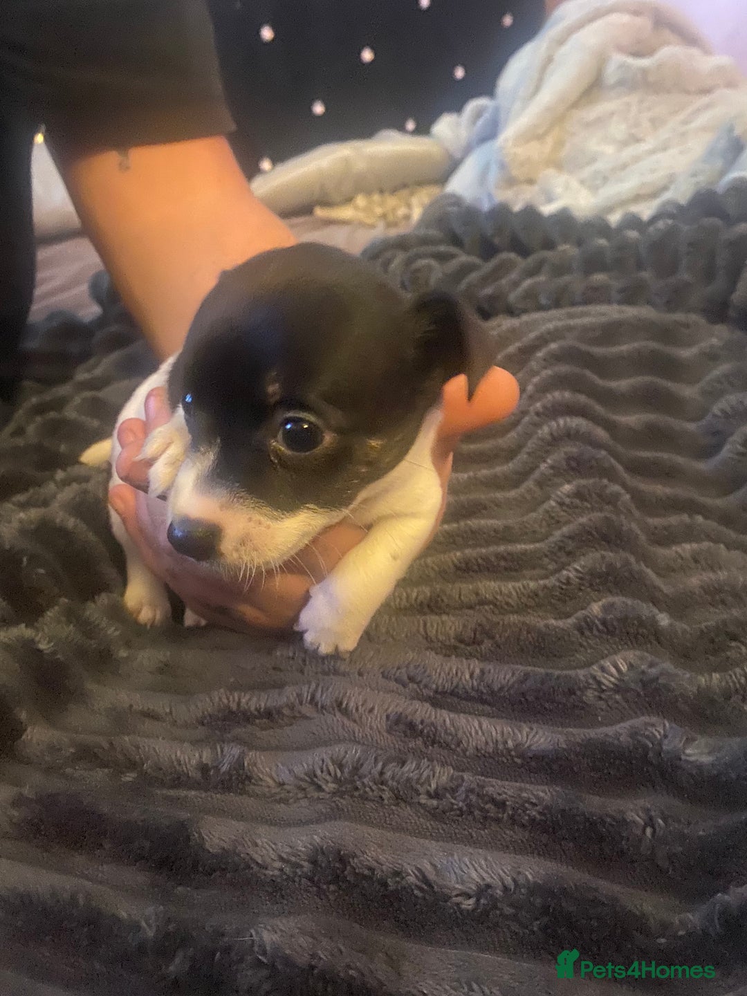 Jack Russell dogs for sale: Jack Russel’s puppies - Image 6