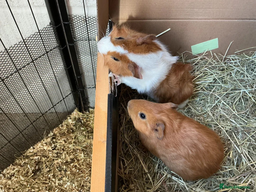Guinea Pig rodents for sale: Baby Guinea pigs - Advert 5