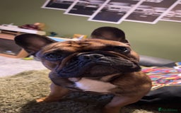 French Bulldog dogs for sale: French bulldog - Image 2