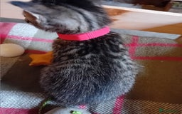 Bengal cats for sale: 6 Stunning Bengal Cross Kittens – Ready 31/10/2025 - Image 24