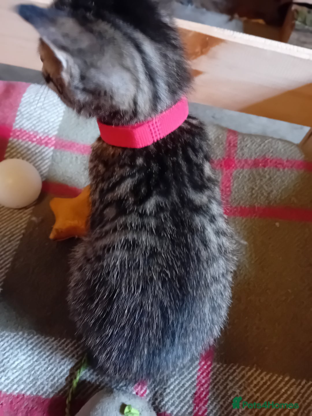 Bengal cats for sale: 6 Stunning Bengal Cross Kittens – Ready 31/10/2025 - Image 24