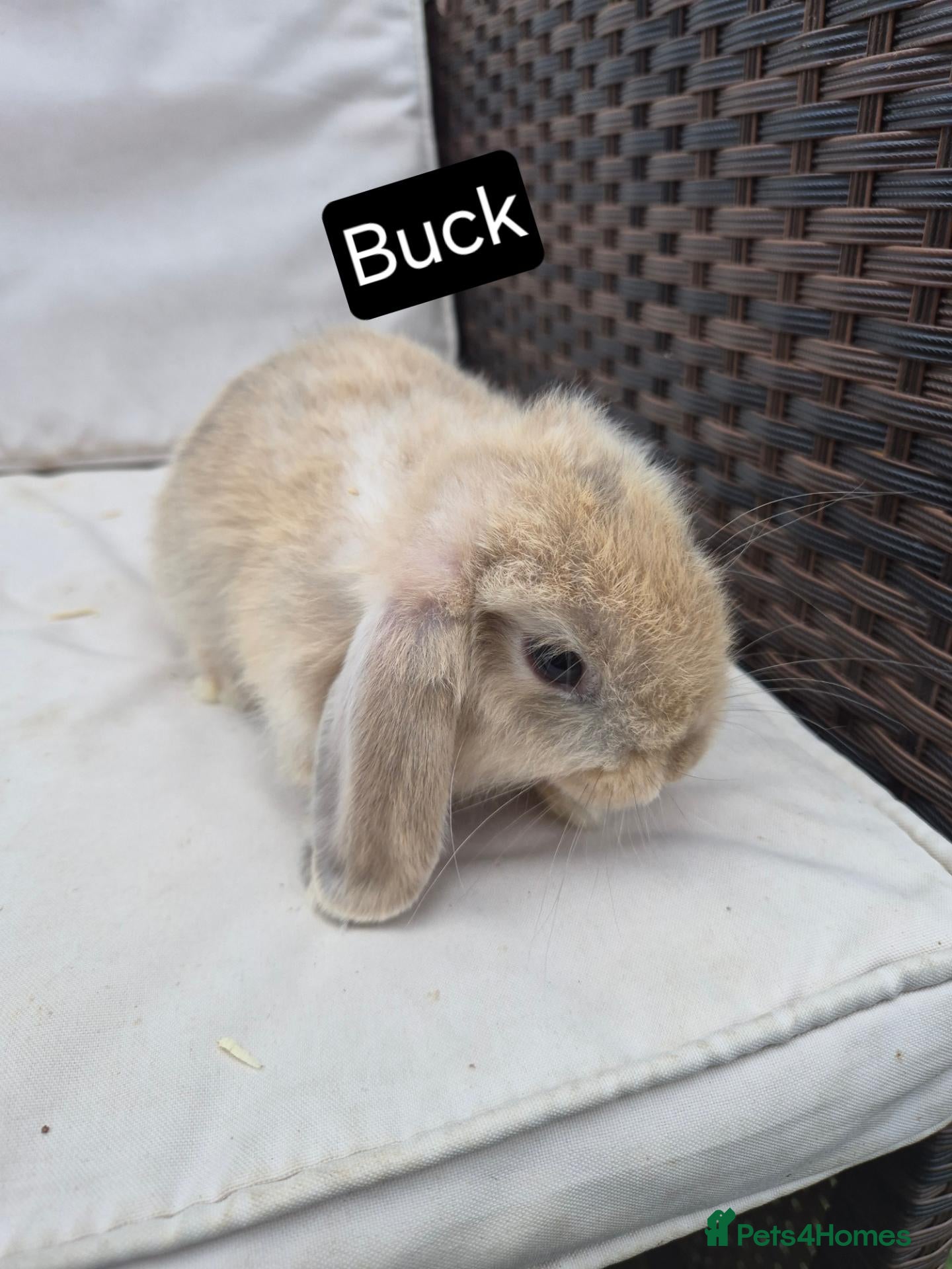 Mini Lop rabbits Mini Lop Baby Bunny - Lovely Temperament,  - Advert 4